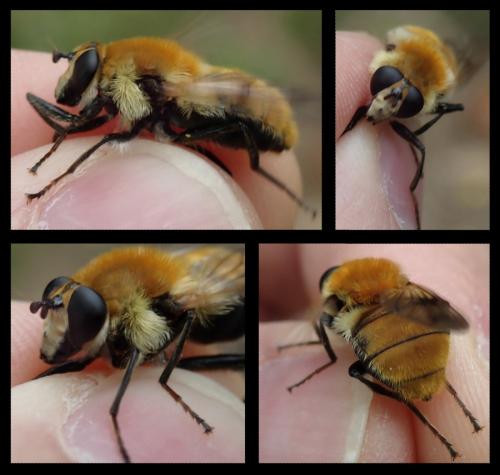 Criorhina floccosa
